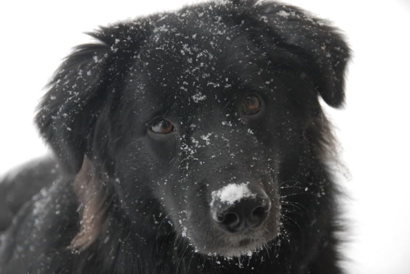 WANTED Dog Hair I Could Spin Into Yarn....